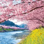 [Shizuoka Cherry Blossom Viewing Day Tour] Izu Kawazu Sakura & Mt. Fuji’s stunning observation deck