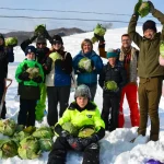 Winter Cabbage Harvest Adventure & Snow Picnic in Furano, Hokkaido