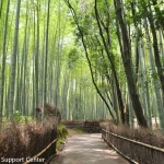 Kyoto City, Jojakkoji, Arashiyama Bamboo Grove, & Tenryuji Tour