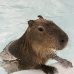 Tickets for Kenting Luyu Island Capybara Ecological Park