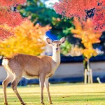 Kiyomizu-dera, Fushimi Inari Shrine, & Nara Park One Day Tour