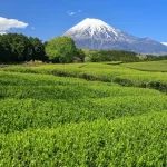 Fuji Safari Park Day Tour with Animal Feeding Experience from Nagoya