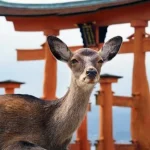 Hiroshima/Miyajima Private Custom Tour with Local Guide