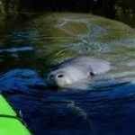 Manatee Encounter Kayaking Tour in Orlando