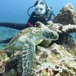 Green Island Diving in Taitung by Fire Islands