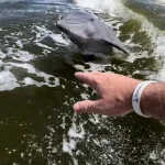 Boat Ride and Biologist Walk Day Tour in Everglades