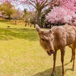 Kyoto and Nara Golden Route 1 Day Bus Tour from Kyoto