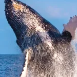 Panorama Whale Watching Sail in Maui