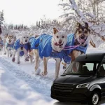 Fairbanks, Alaska Dog Sledding Day Tour