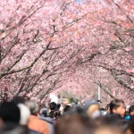 2025 Street Food and Cherry Blossom Viewing in Tokyo (3 Hr)