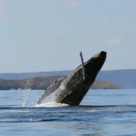 Sunset Dinner & Whale Watch Cruise in Maui