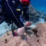 Coral Planting Scuba Diving Experience in Onna, Japan