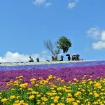 Furano & Biei Blue Pond, Shikisai no Oka Day Tour from Sapporo