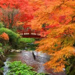 Izu & Atami: Shuzenji Onsen Fall Foliage Viewing Day Tour (Depart from Tokyo or Shinjuku)