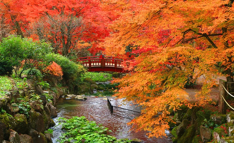 Izu & Atami: Shuzenji Onsen Fall Foliage Viewing Day Tour (Depart from Tokyo or Shinjuku)