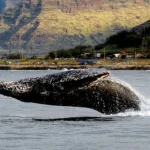 Whale Watching Experience in Kailua-Kona