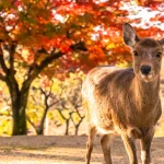 Arashiyama, Kinkakuji, Nara Park Day Tour from Osaka/Kyoto