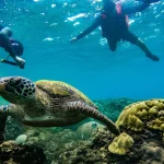 Pingtung Kenting｜5 minutes from the sea｜SUP free snorkeling ecological tour｜Photos after color correction