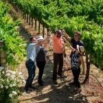 Redwoods and California Wine Country Tour from San Francisco