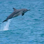 Zodiac Dolphin Swim and Snorkel in Oahu