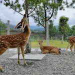 Yilan Grandpa Deer Farm Admission Ticket