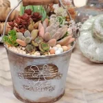 Yilan: Succulent potted plant DIY experience