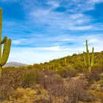 Saguaro East National Park Self Guided Driving Tour