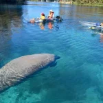 Manatees and Monkeys Kayak or Paddleboard Experience in Orlando