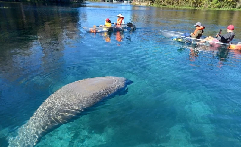 Manatees and Monkeys Kayak or Paddleboard Experience in Orlando