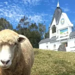 Cingjing Farm & Gaomei Wetland Day Tour