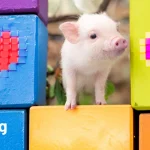 Micro Pig Cafe Experience in Ikebukuro Tokyo