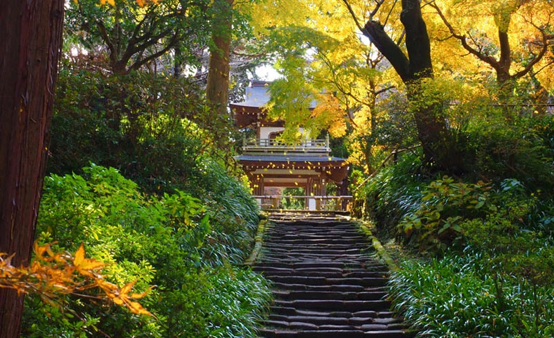 Kamakura Zen Temples and Gardens Private Trip with Government-Licens