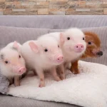 Micro Pig Cafe Experience in Meguro Tokyo