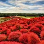 Hitachi National Seaside Park , Mito Kairakuen Park Trip from Tokyo