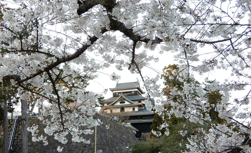 Matsue Castle admission ticket (Shimane)