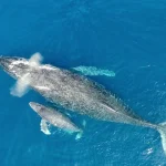 Okinawa Winter Whale Watching Tour (Naha/Chatan Departure)