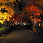 Miidera Temple Autumn Leaves Illumination + Metasequoia Tree Lined Day Tour (Shiga / Osaka departure)