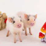 Micro Pig Cafe Experience in Hokkaido