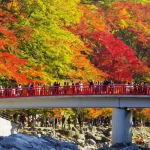 Autumn only: Korankei autumn leaves & Obara Shikizakura bus tour (departing from Nagoya)