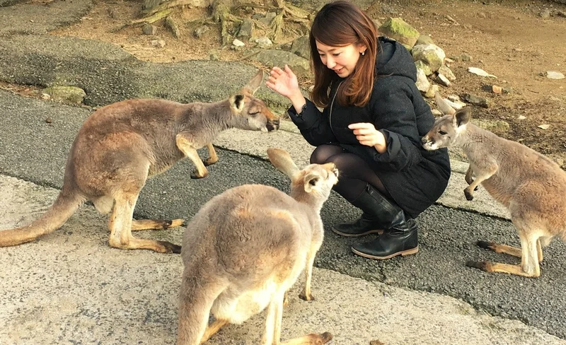 Akiyoshidai Nature Zoo Safari Land Admission in Mine