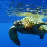 Turtle Canyon Snorkeling Adventure in Honolulu