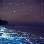 Bioluminescence Clear Kayak or Paddleboard Tour in Titusville