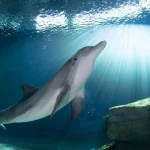 Clearwater Marine Aquarium Ticket