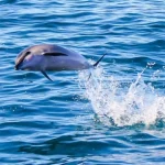 Dolphin Watching and Snorkel with Water Activities in Oahu