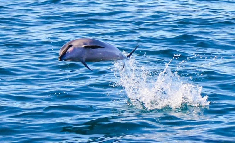 Dolphin Watching and Snorkel with Water Activities in Oahu