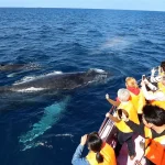 Whale Watching in Okinawa (Naha Departure)