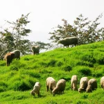 Cingjing Farm 2-Day & 3-Day Tour (Departing from Taichung)