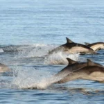 Whale and Dolphin Watching Adventure in San Diego