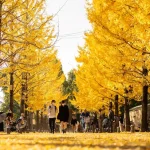 Mie: Nabana Illumination and Ginkgo Tree 1-Day Tour (from Nagoya)