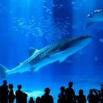 Okinawa Churaumi Aquarium & American Village Tour from Naha/Chatan